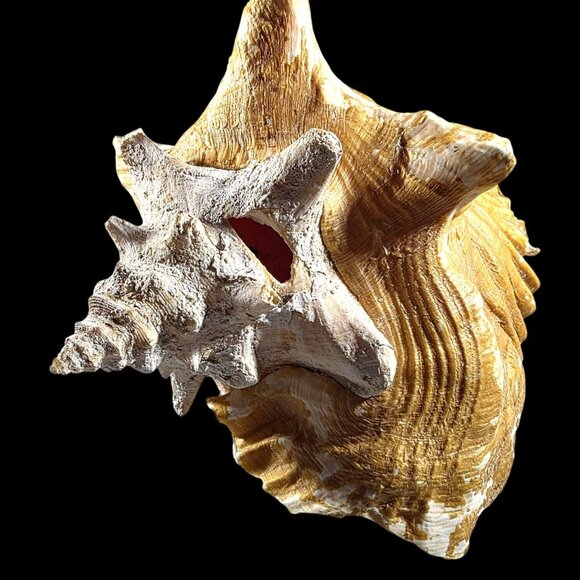 Conch Sea Shell Large Natural Brown White beach house vacation nautical ocean - Picture 2 of 7